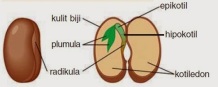 struktur biji tumbuhan dikotil